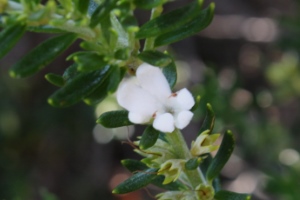 Australian Plants Lamiaceae